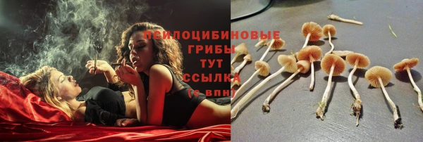 крисы Кодинск
